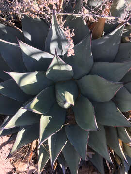 Image of Parry's agave