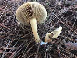 Слика од Agrocybe putaminum (Maire) Singer 1936