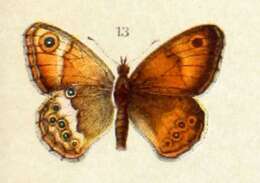 Image of Coenonympha dorus Esper 1782