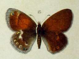 Image of Common Ringlet