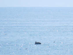 Image of Black Sea bottlenose dolphin