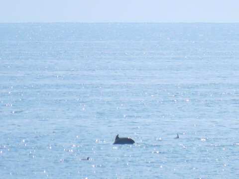 Image of Black Sea bottlenose dolphin