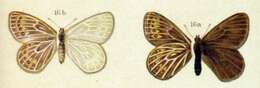 Image of Triphysa phryne Pallas 1771