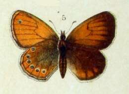 Image of Coenonympha leander Esper 1784