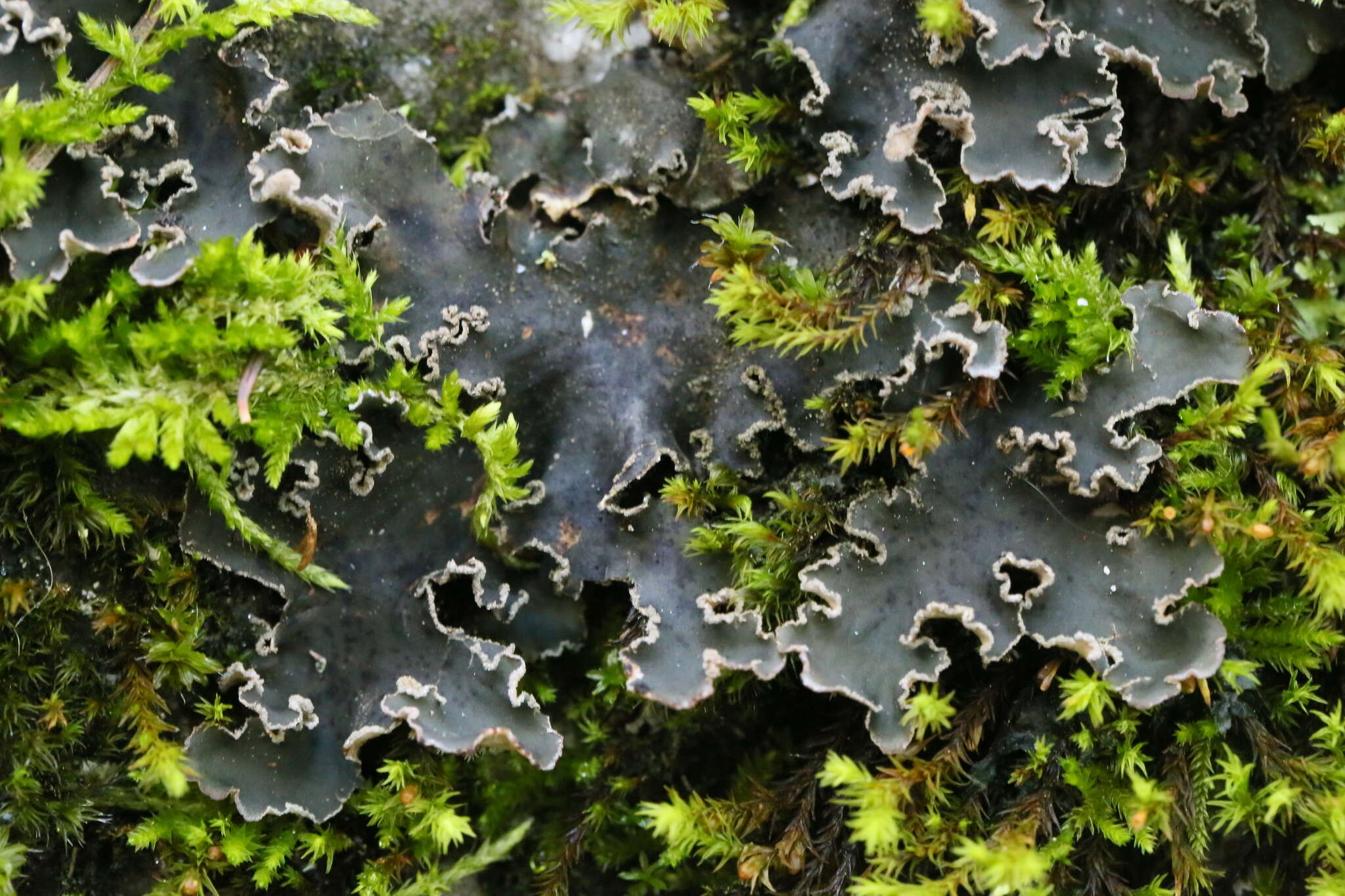 Image of felt lichen