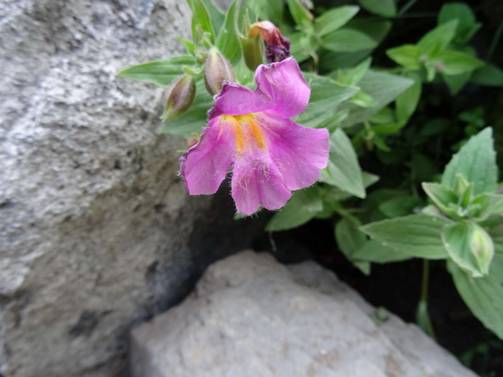 Image of Great Purple Monkey-Flower