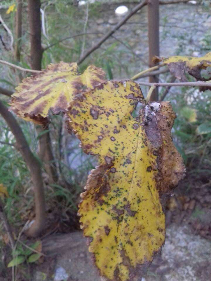 Image of black mulberry