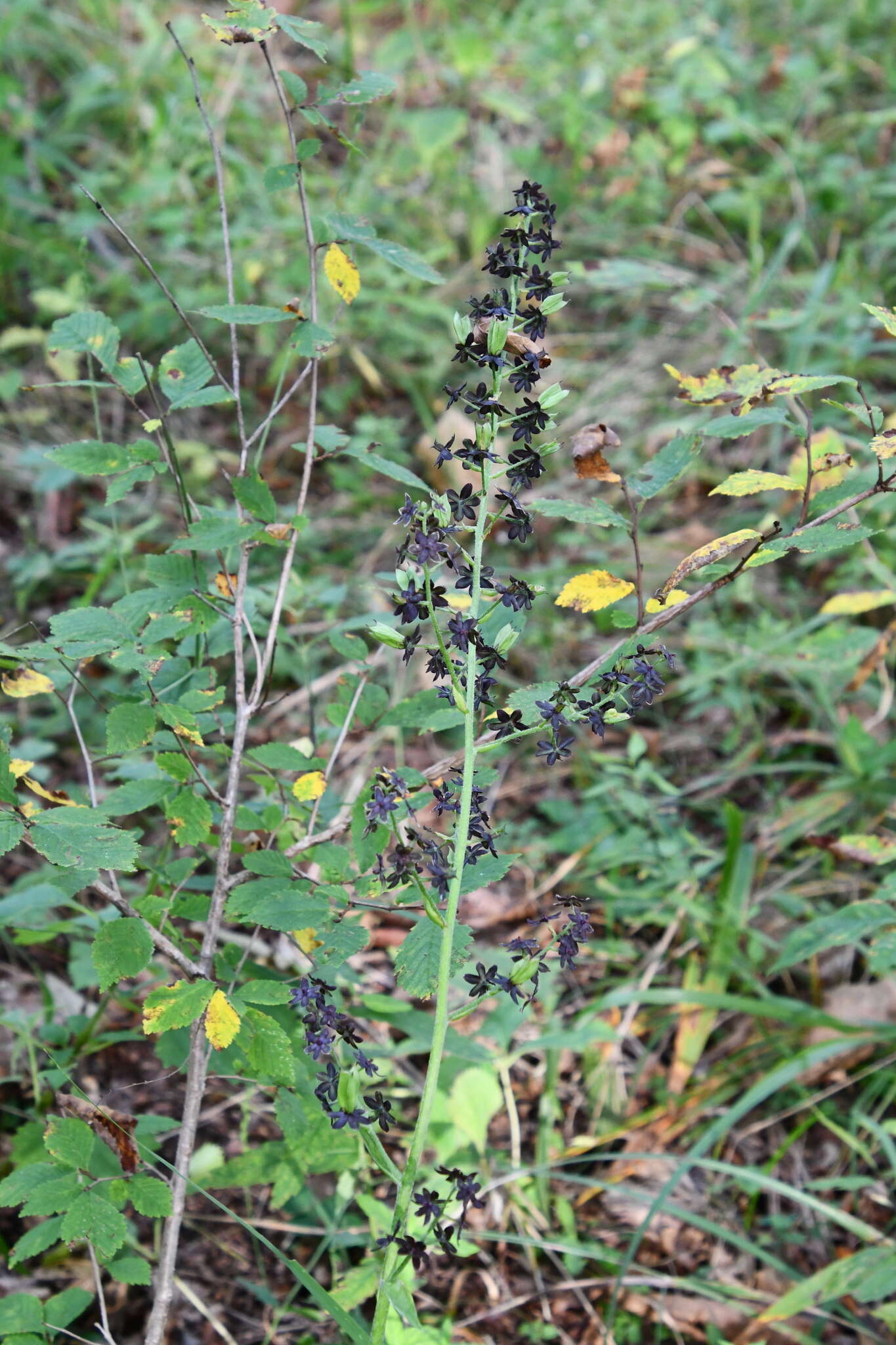 Image of Veratrum maackii Regel