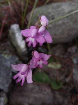 Image of Cynorkis cardiophylla Schltr.