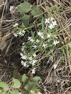 Image of Pygmy Bluet