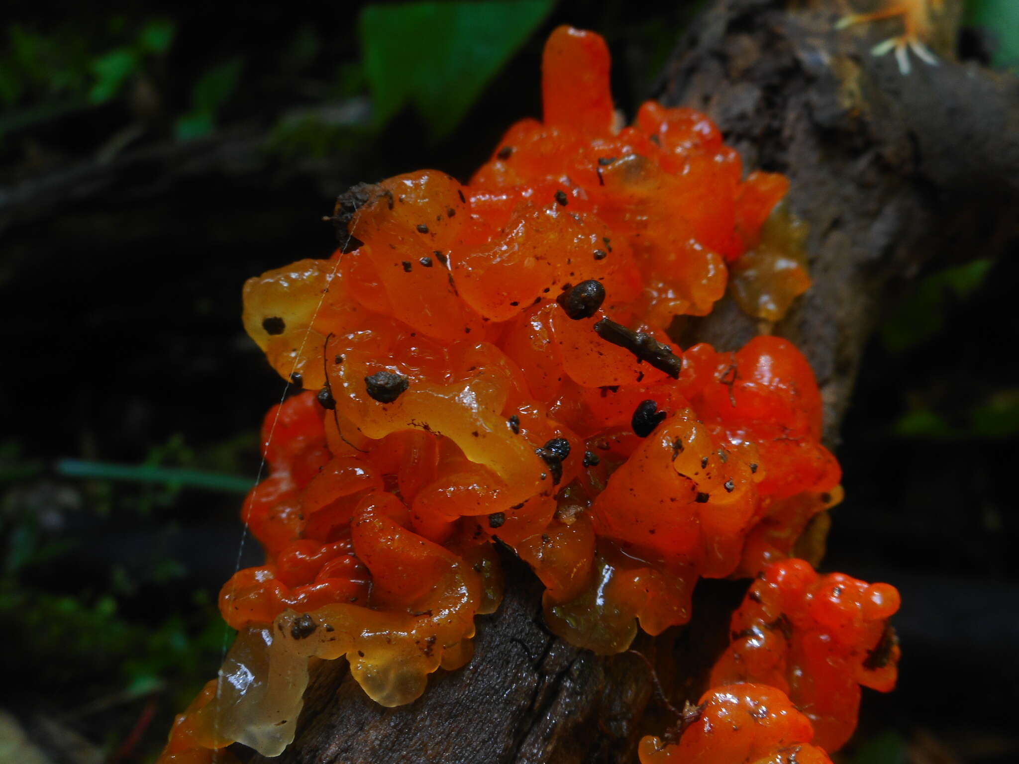 Image of Tremella samoensis Lloyd 1919