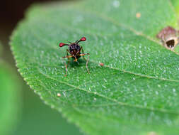 Image of Teleopsis quadriguttata (Walker 1856)