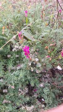 Image of Onobrychis arenaria (Kit.) DC.