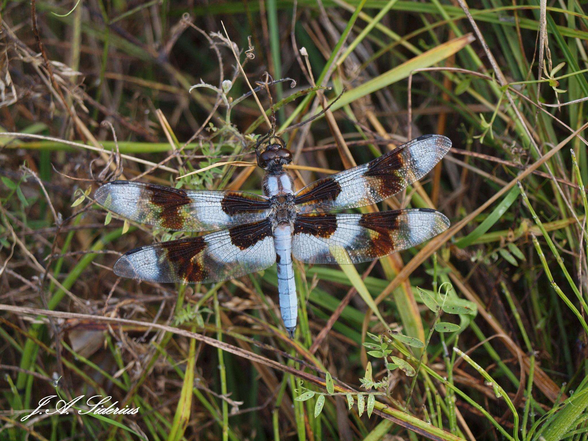 Libellula forensis Hagen 1861 resmi