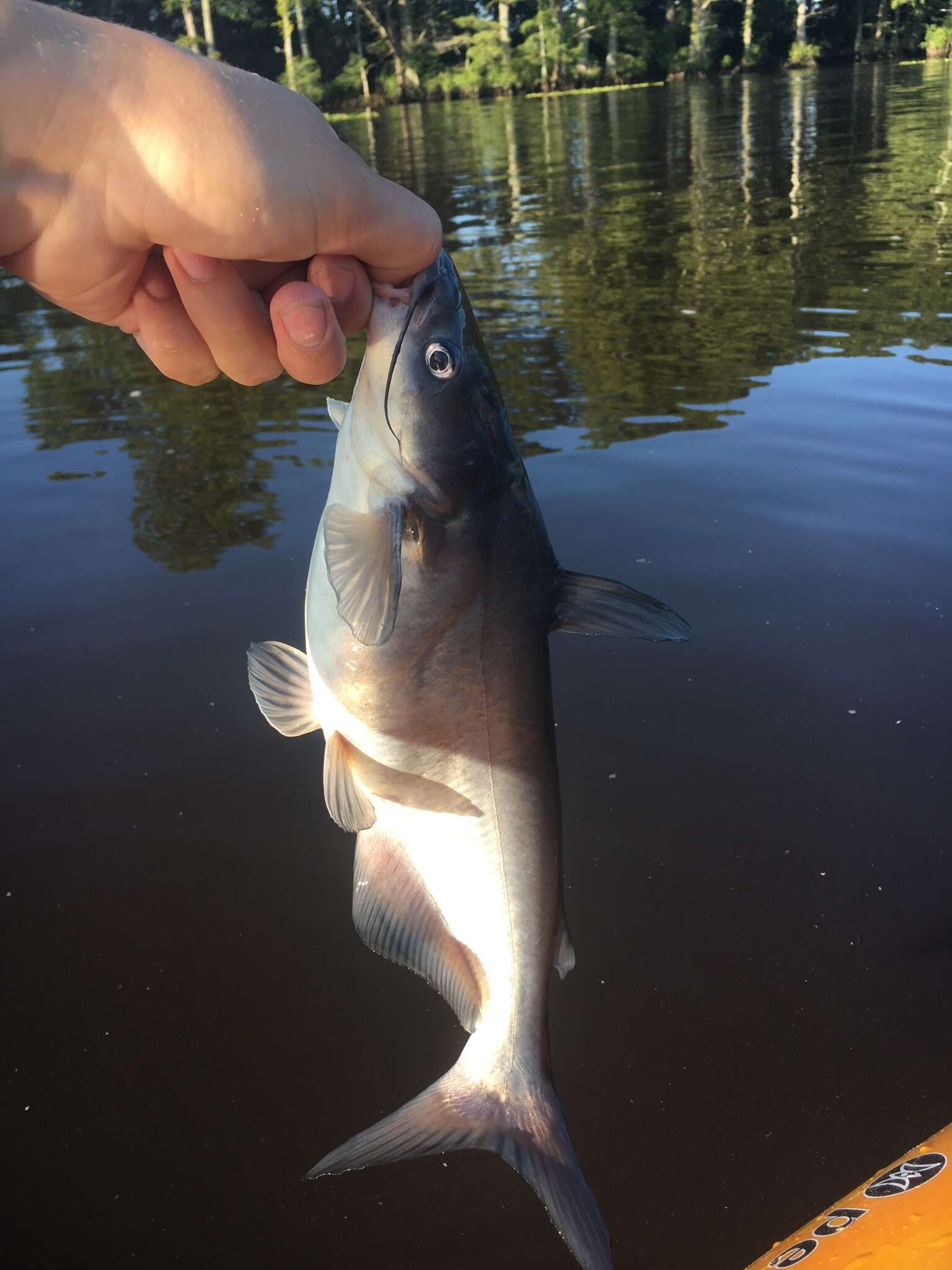 Image of Blue catfish