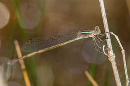 Image of Plateau Spreadwing