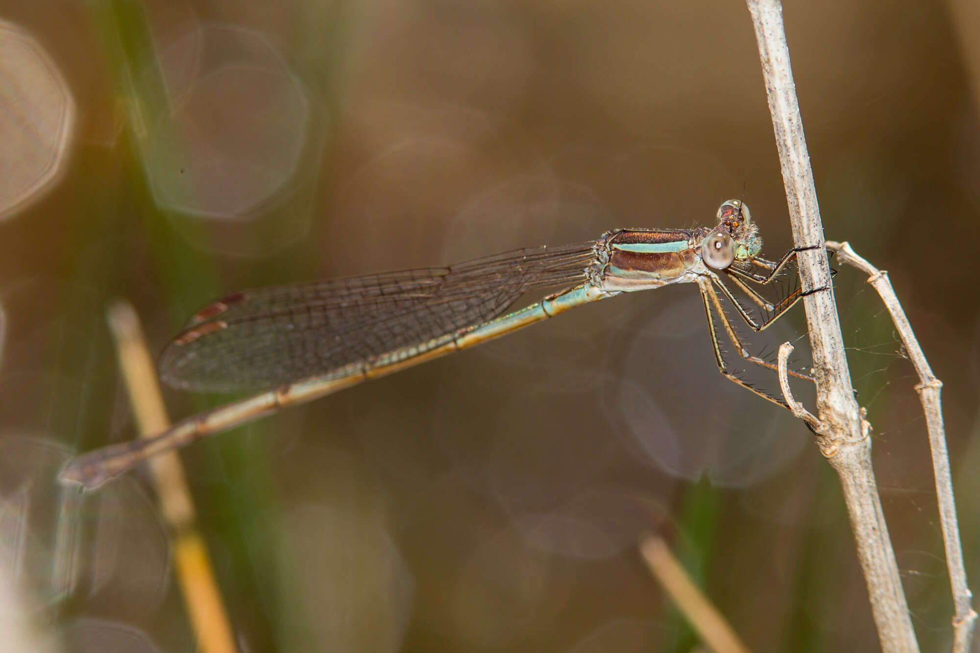 Image of Plateau Spreadwing