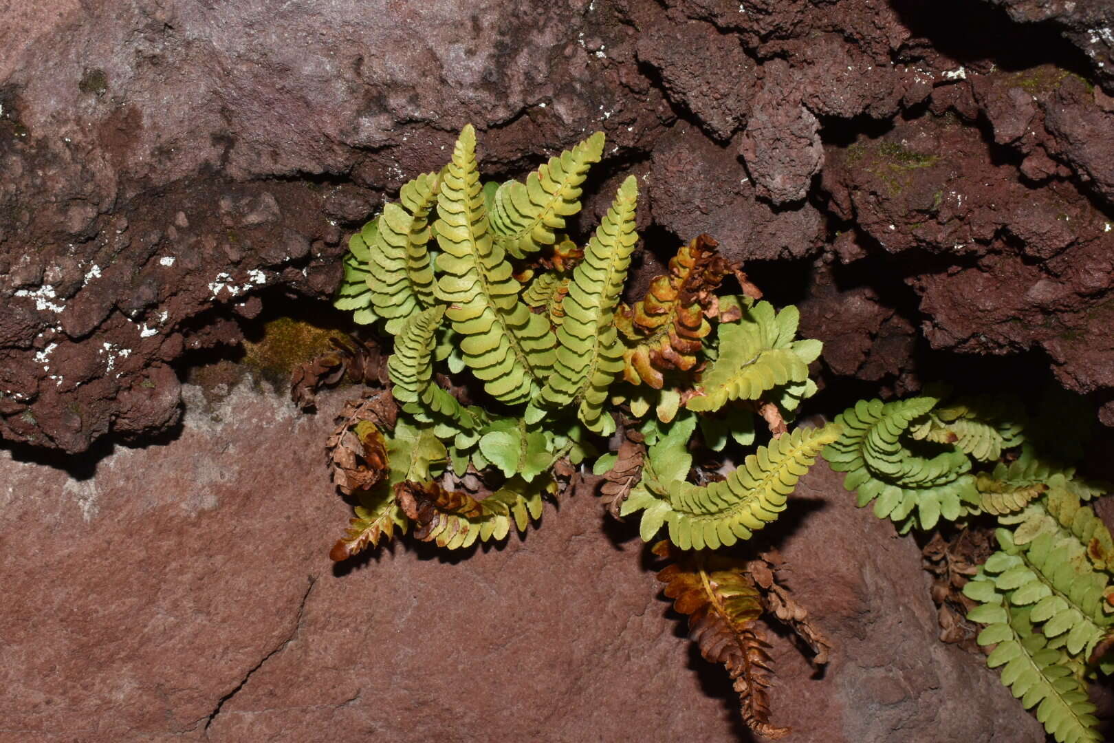 Image de Polystichum scopulinum (D. C. Eat.) Maxon