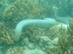 Image of Olive Sea Snakes