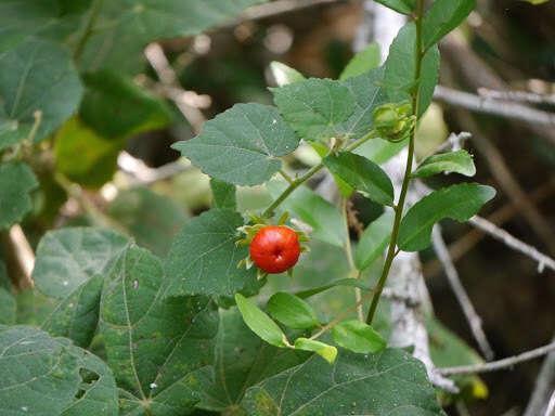 Image of Spanish Apple