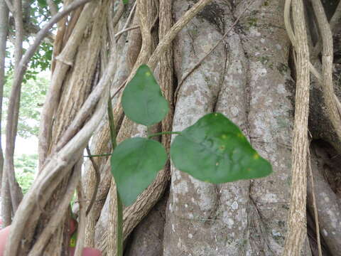 Imagem de Jasminum fluminense Vell.