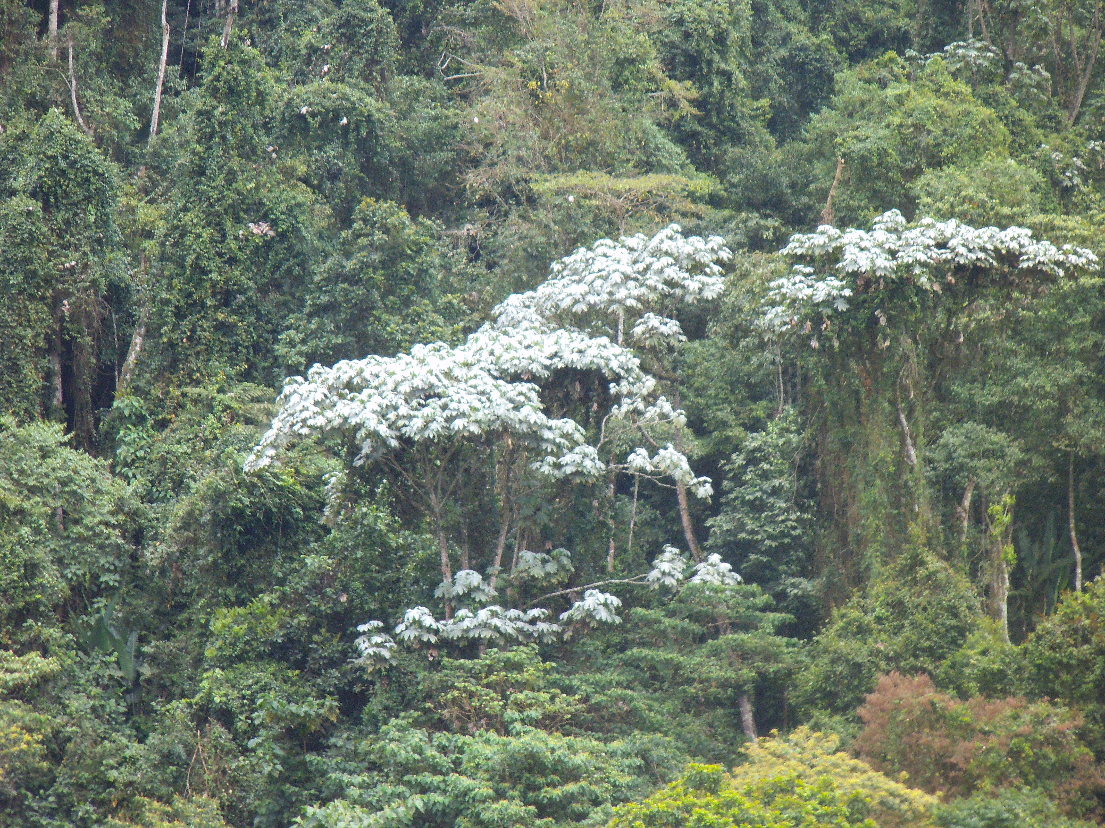 Image of Yagrumo Hembra, Trumpet-Tree