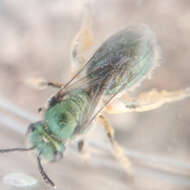 Image of Augochlorella pomoniella (Cockerell 1915)