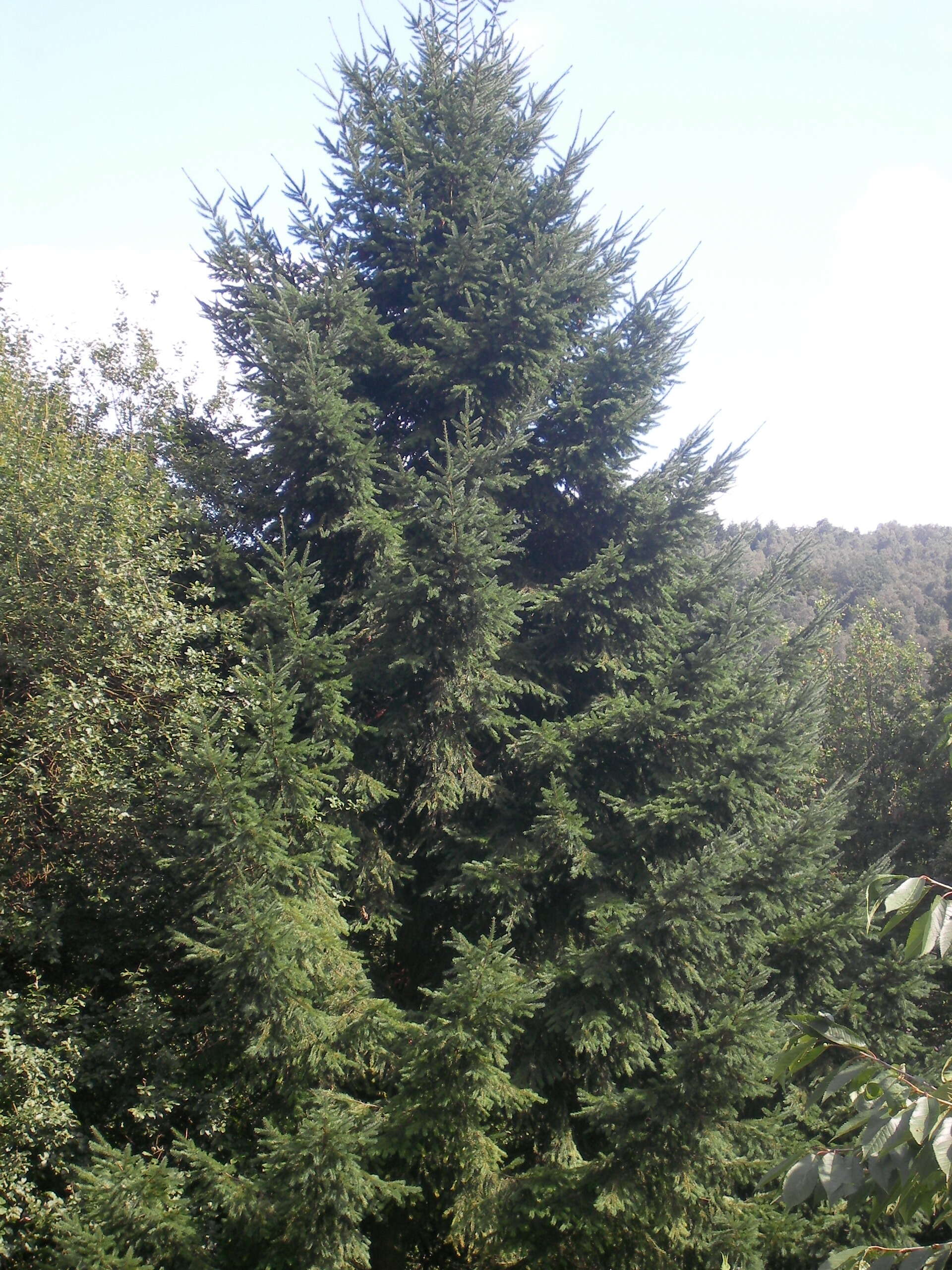 Image of Douglas Fir