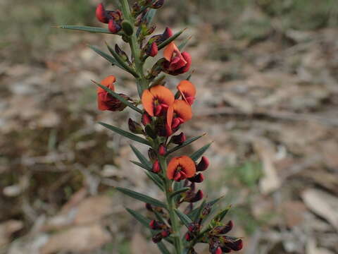 Image de <i>Daviesia ulicifolia</i> subsp. <i>incarnata</i>