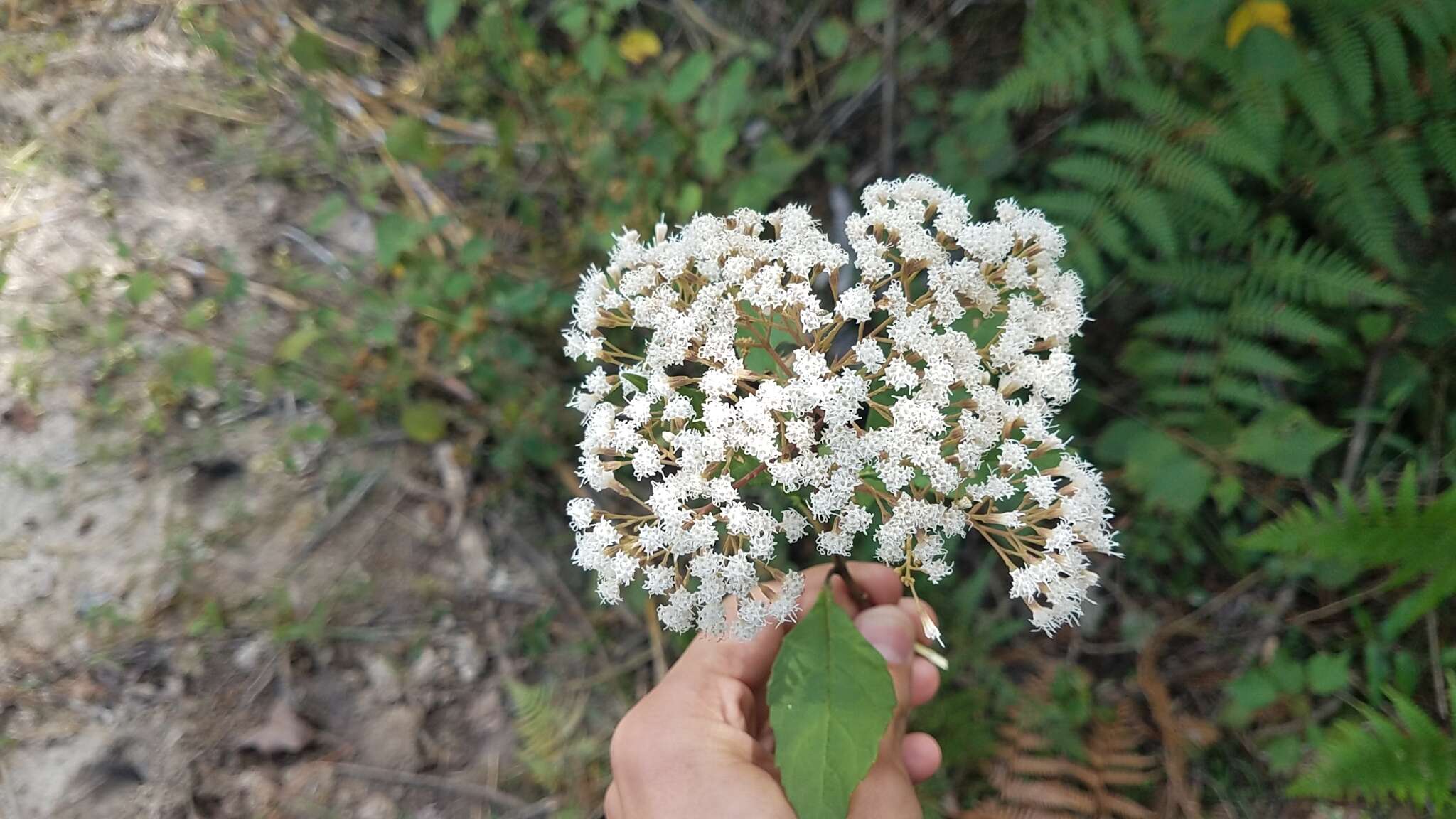 Image of Ageratina ligustrina (DC.) R. King & H. Rob.