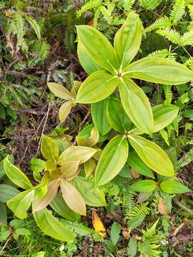 Слика од Medinilla formosana Hayata