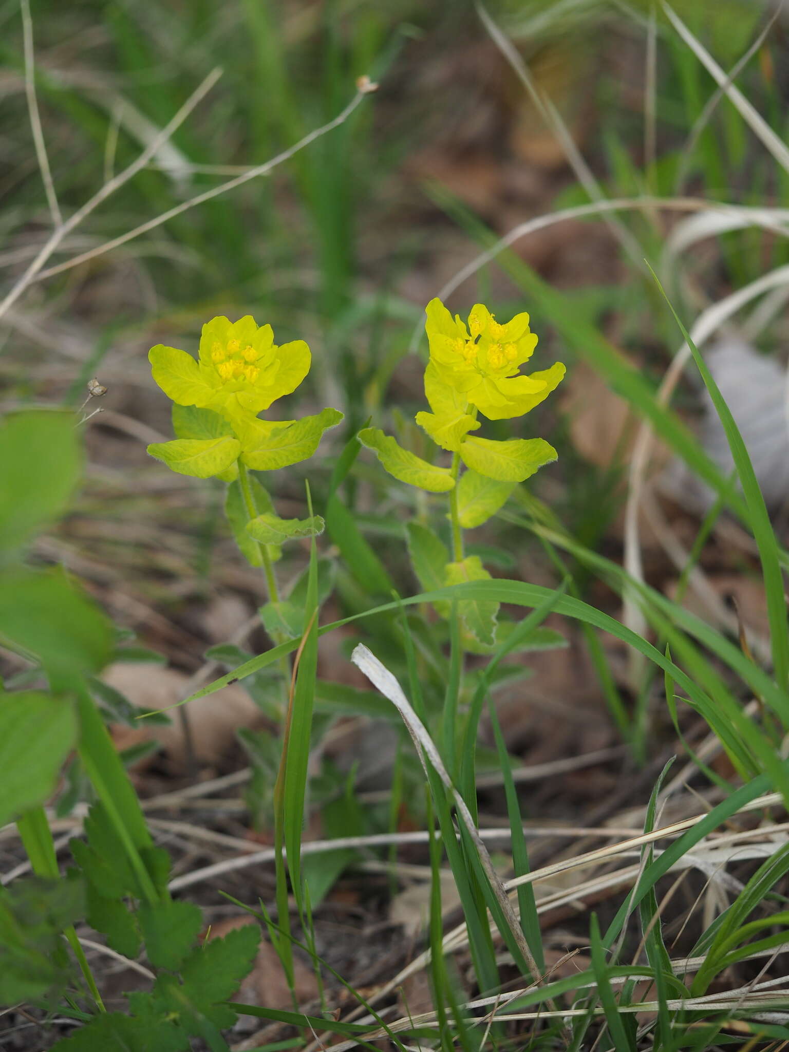 Euphorbia epithymoides L. resmi