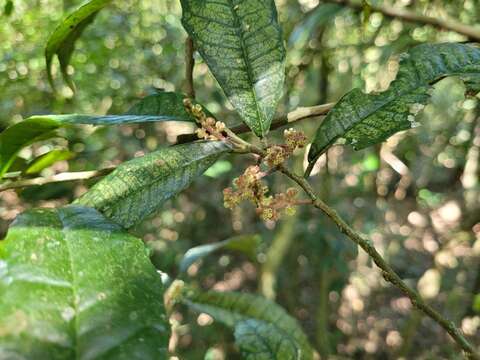 Image of Sorocea bonplandii (Baill.) Burger, Lanj. & Boer