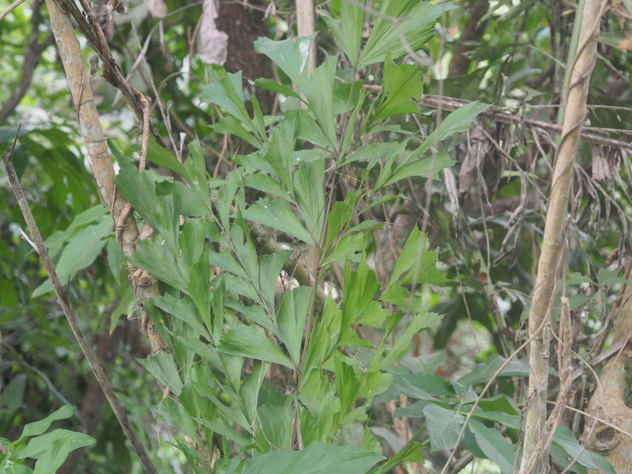 Image of Burmese fishtail palm