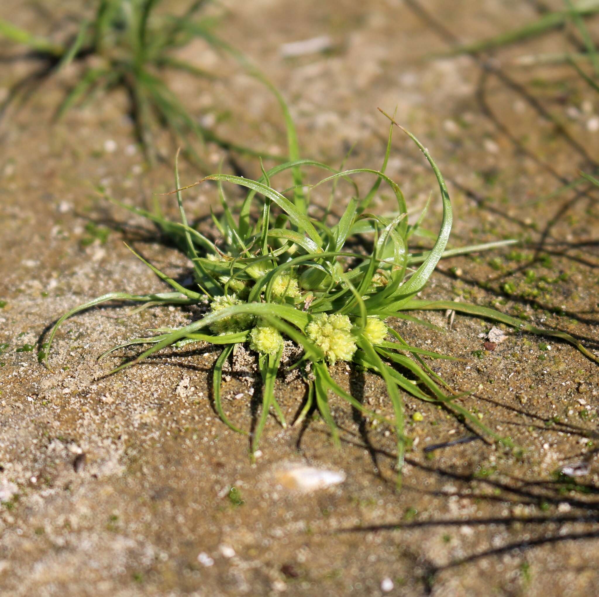 Image of Cyperus michelianus (L.) Delile