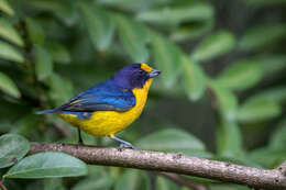 Euphonia violacea (Linnaeus 1758)的圖片