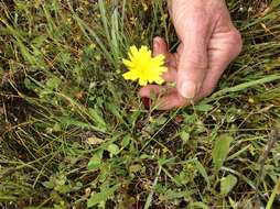 Plancia ëd Agoseris heterophylla (Nutt.) Greene