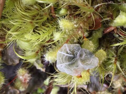 Image of Campanella tristis (G. Stev.) Segedin 1993