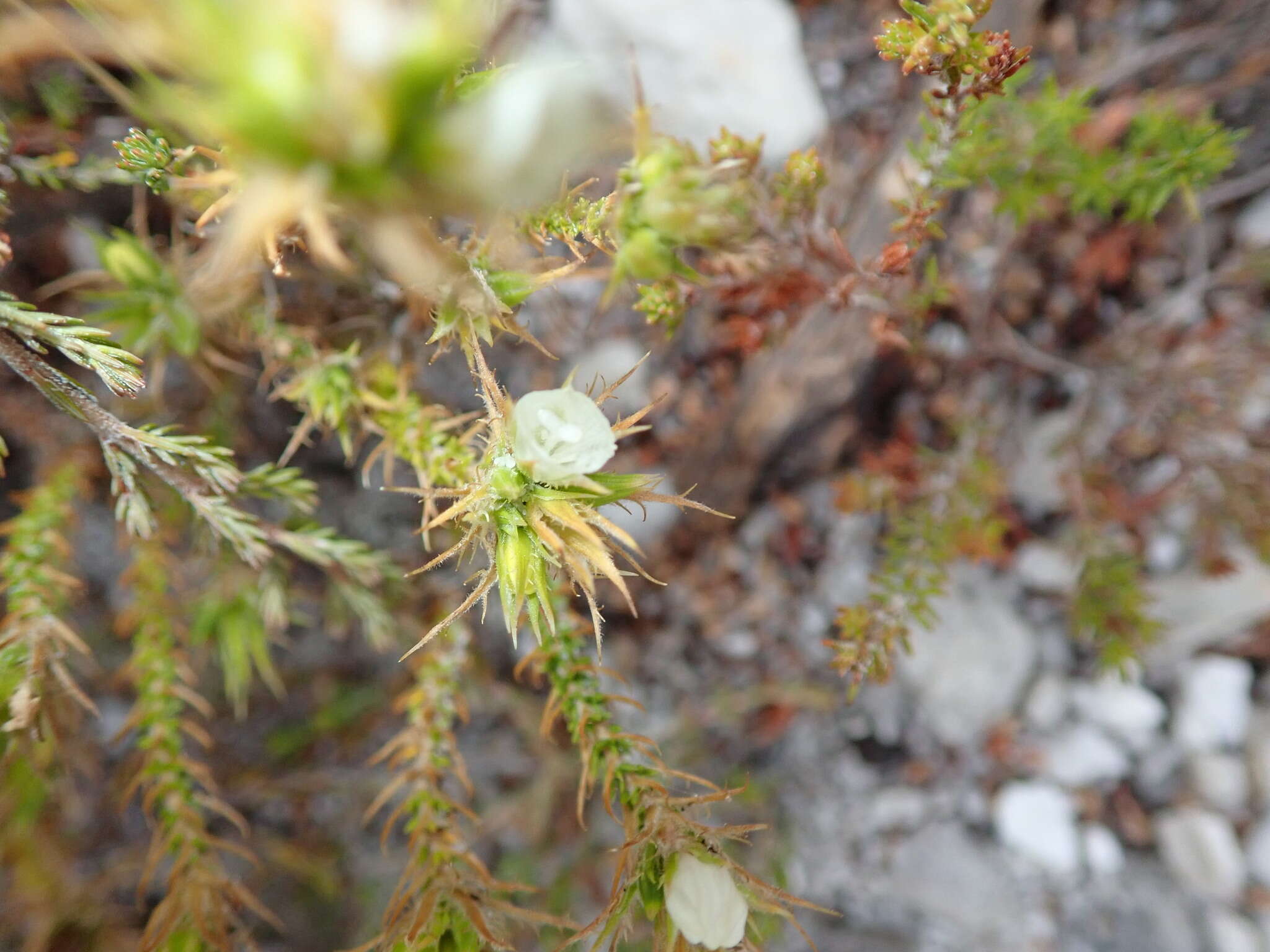 Image of Roella dregeana var. dregeana