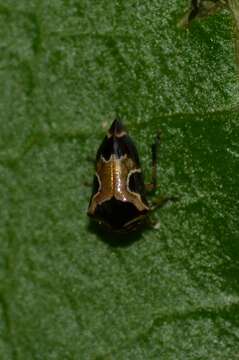 Image of Horiola picta Coquebert