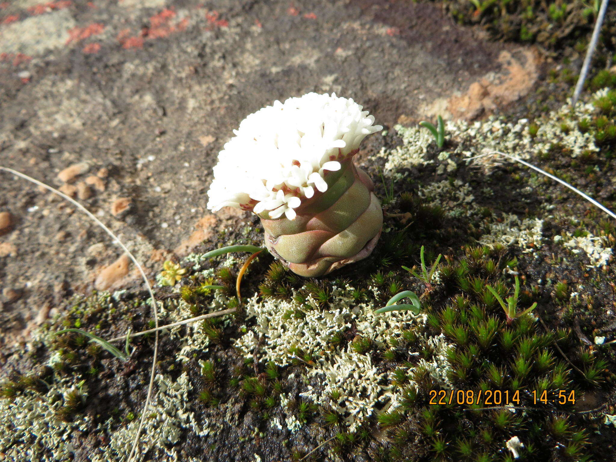 Image of Crassula columnaris subsp. columnaris