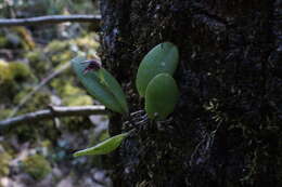 Image of Stelis retusa (Lex.) Pridgeon & M. W. Chase