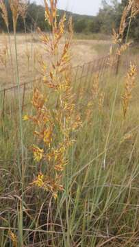 Image of Indiangrass