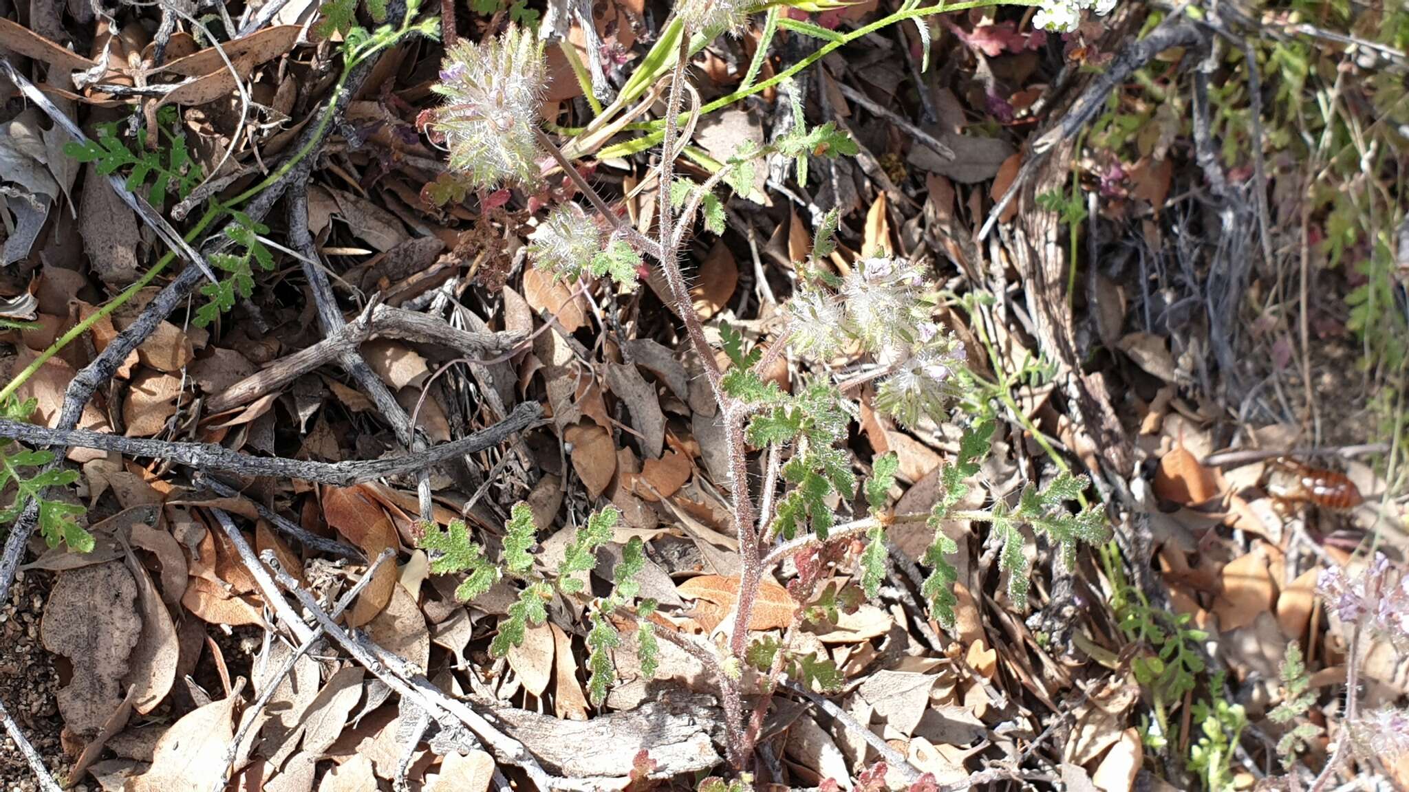 Image of hiddenflower phacelia