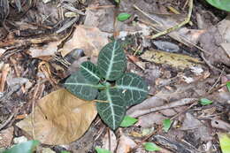 Image of Echites turrigera R. E. Woodson
