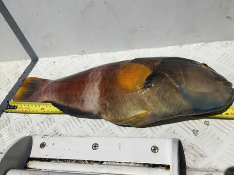 Image of Blue-throated parrotfish