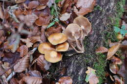 Image of sheathed woodtuft