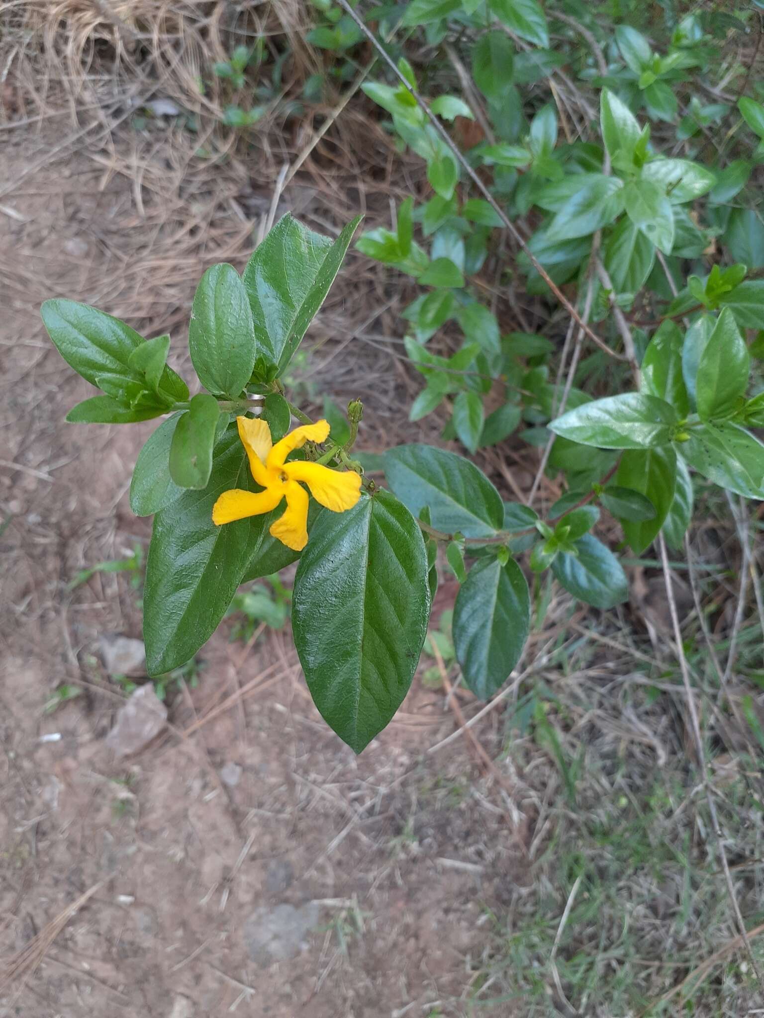 Image of Mandevilla mexicana (Müll. Arg.) R. E. Woodson