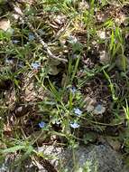 Image de Nemophila menziesii var. integrifolia Brand