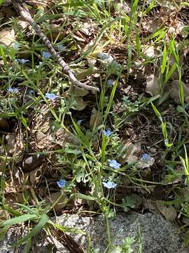 Image de Nemophila menziesii var. integrifolia Brand